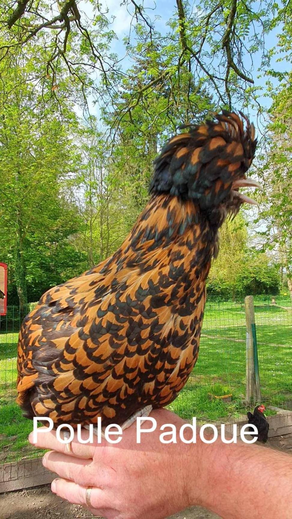 La Fermette Des Ramolleux Villa Crecy-en-Ponthieu ภายนอก รูปภาพ